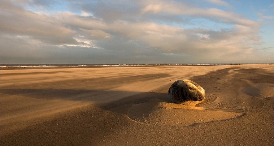 “DONNA NOOK” la spiaggia delle foche